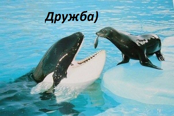 Дружба)