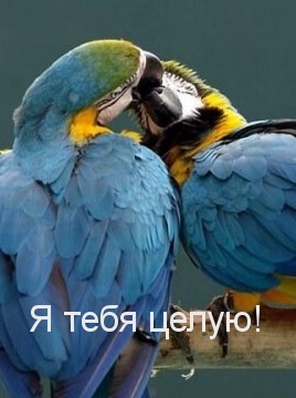 Я тебя целую!