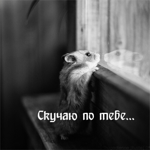 Скучаю по тебе…
