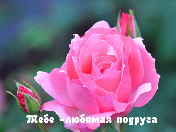 Тебе — любимая подруга