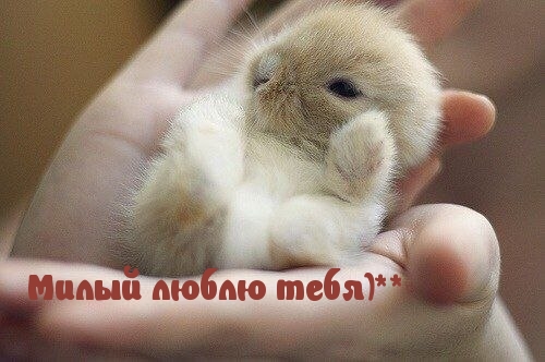 Милый, люблю тебя…