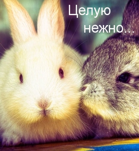 Целую нежно…