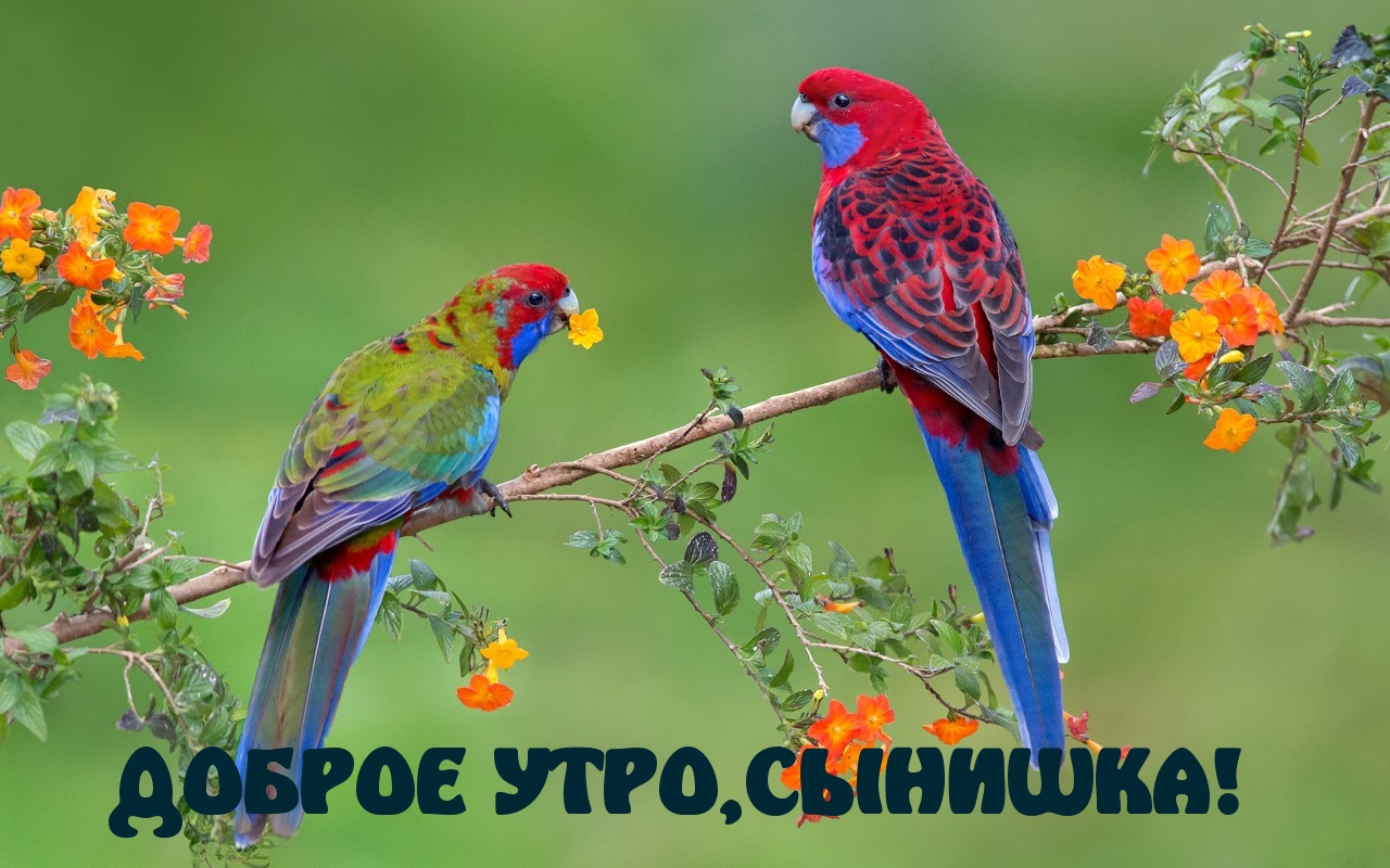 Картинки с надписями.  ДОБРОЕ УТРО, СЫНИШКА!.