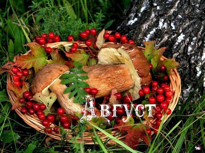 Август