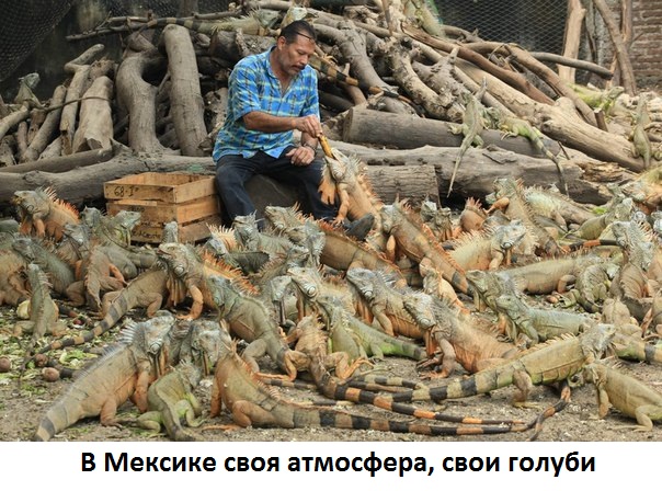 Мексиканские голуби
