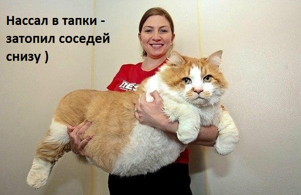 Нассал — затопил