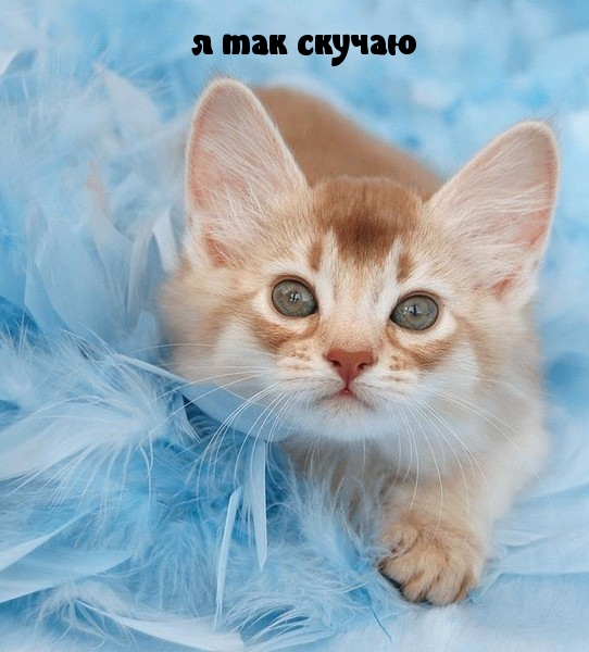 я так скучаю