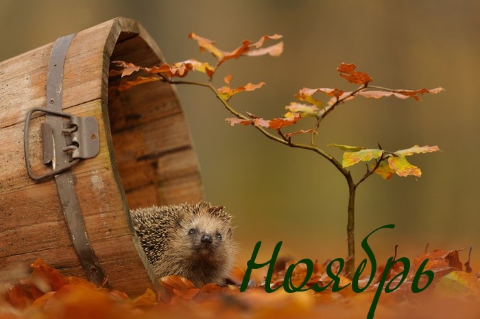 Ноябрь