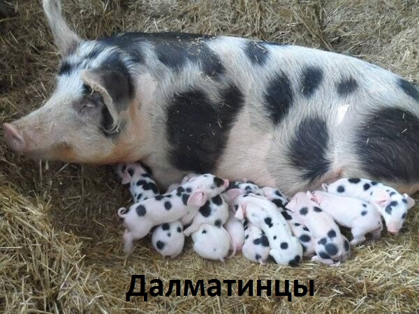 Далмасвинцы