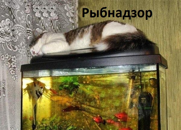 Рыбнадзор