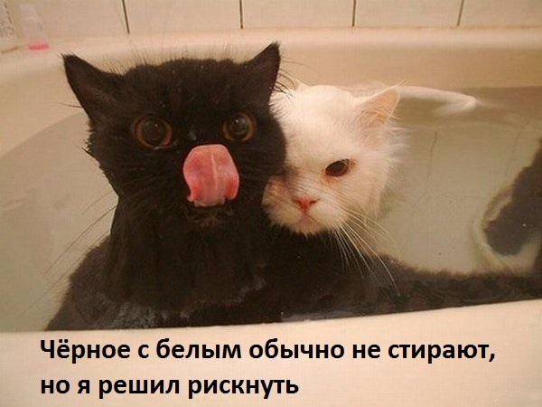 Инь Янь на стирке