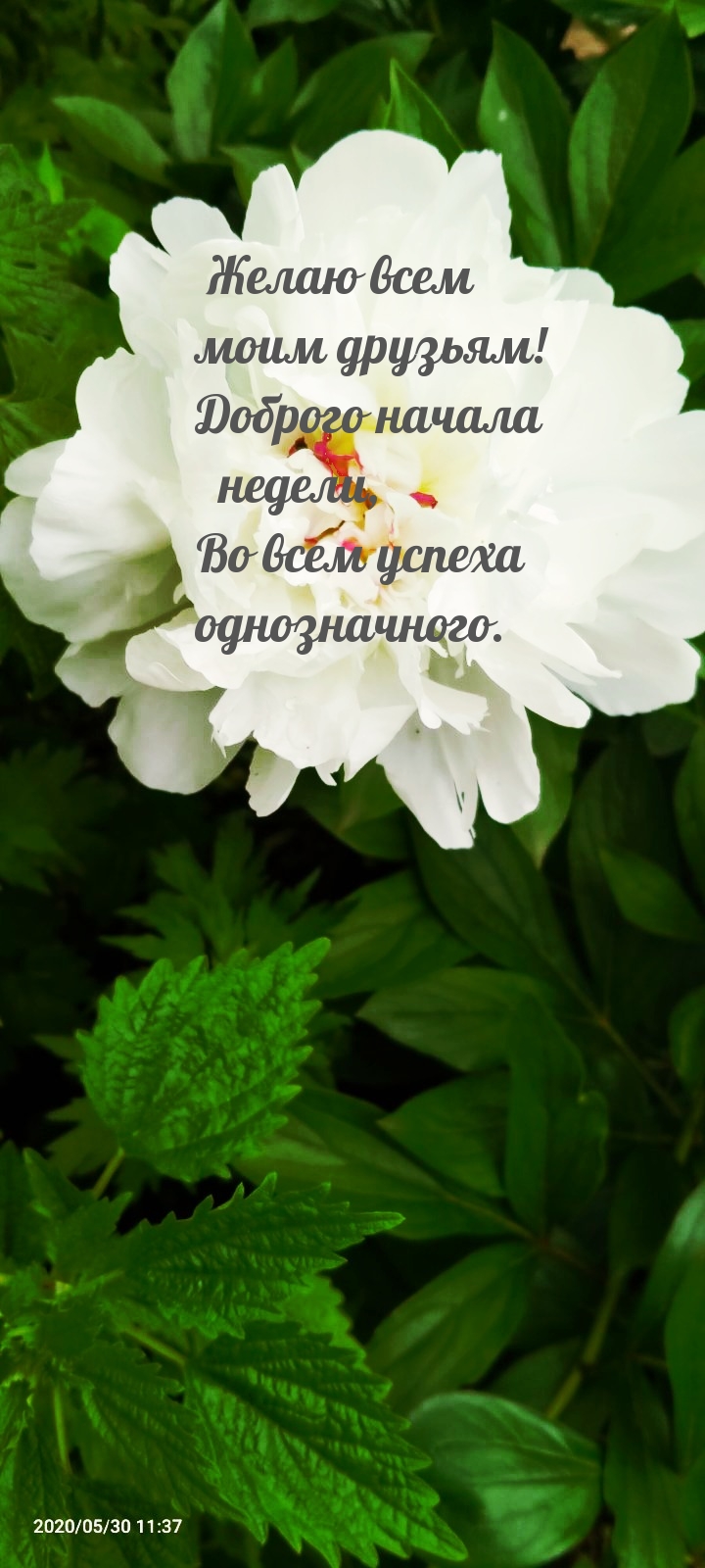Желаю всем моим друзьям! Доброго начала недели