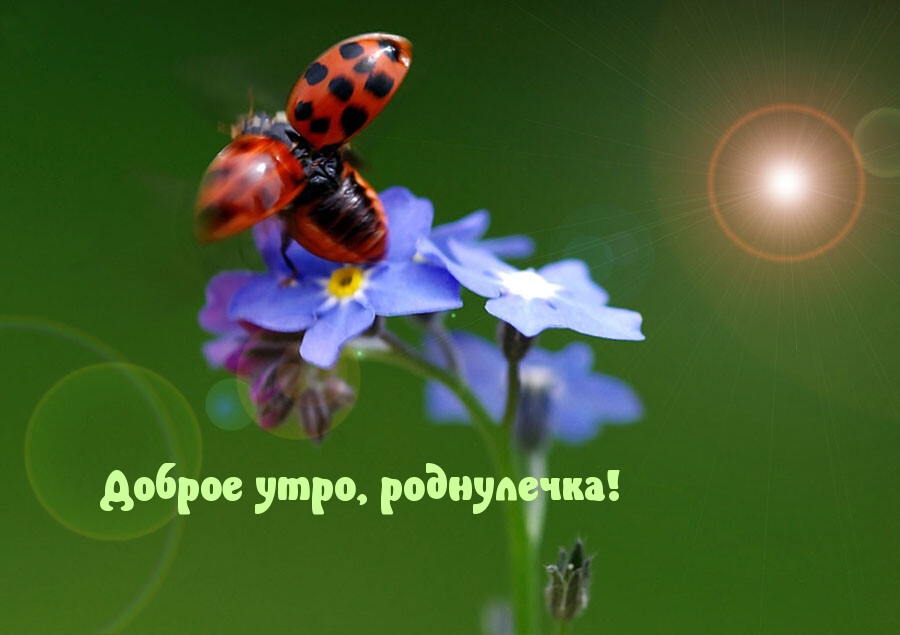 Доброе утро, роднулечка!