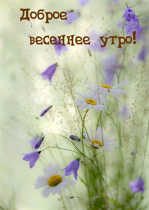 Доброе весеннее утро!