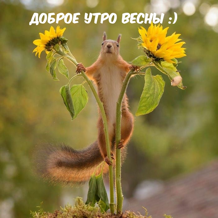 Доброе утро весны :)