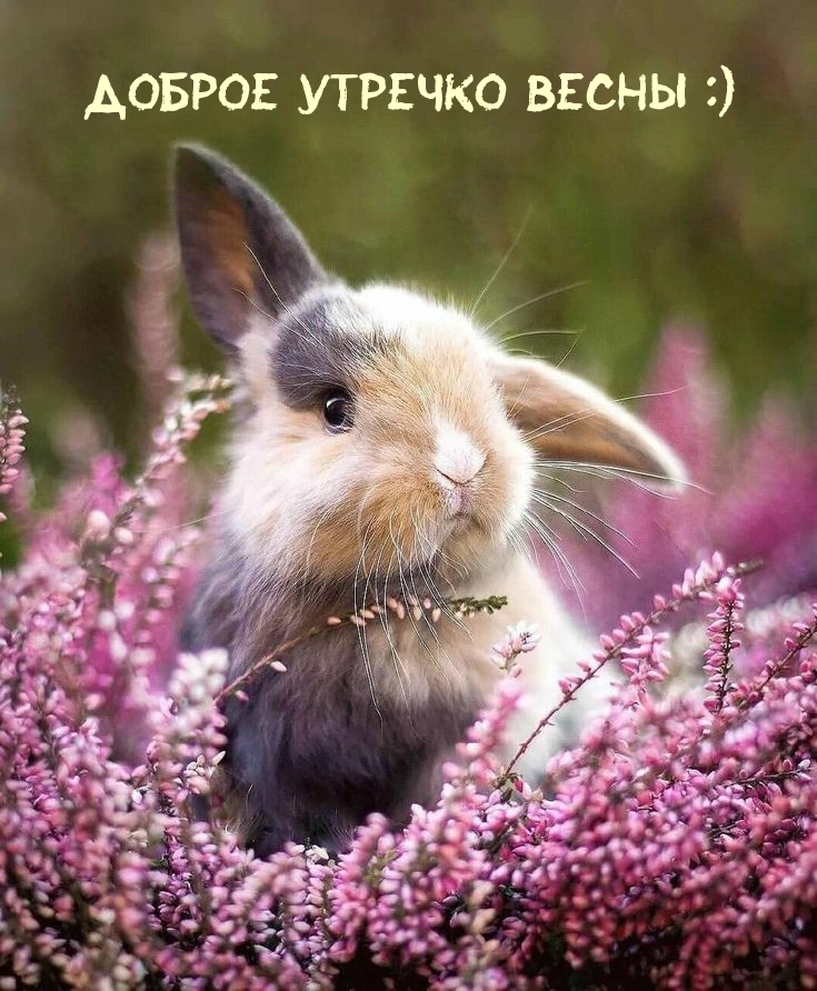 Доброе утречко весны :)