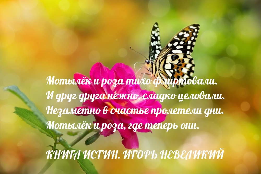 Незаметно в счастье пролетели дни. Мотылёк и роза, где теперь они.