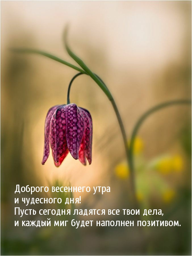 Доброго весеннего утра и чудесного дня!