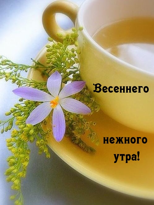 Весеннего нежного утра!