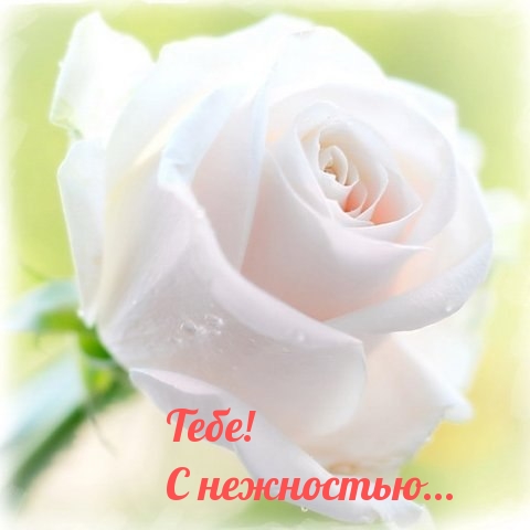 Тебе! С нежностью…