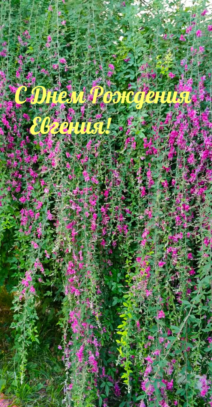 С Днем Рождения Евгения!