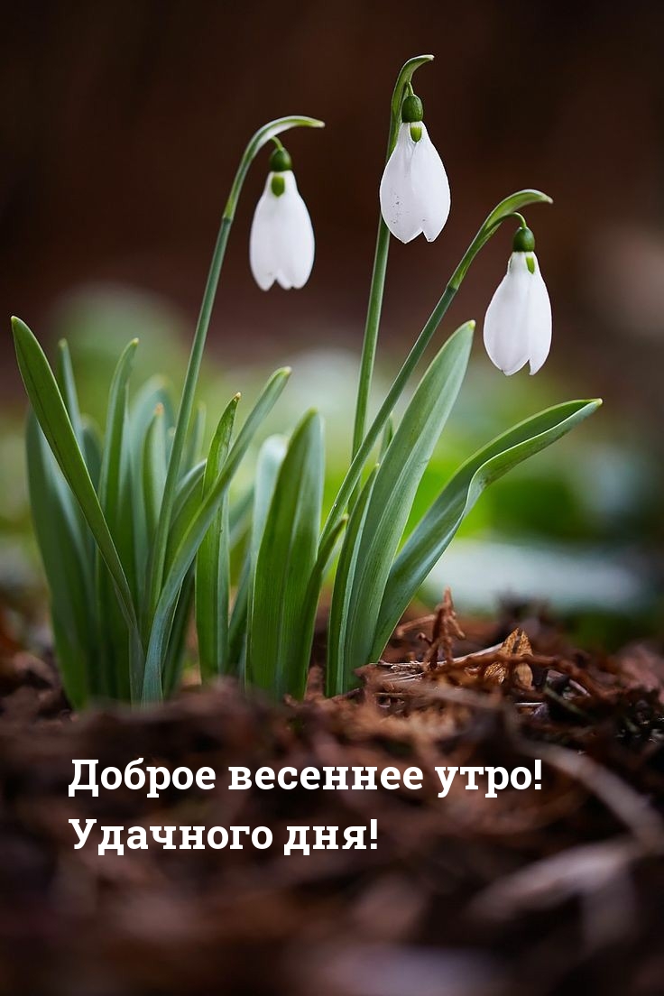 Доброе весеннее утро! Удачного дня!