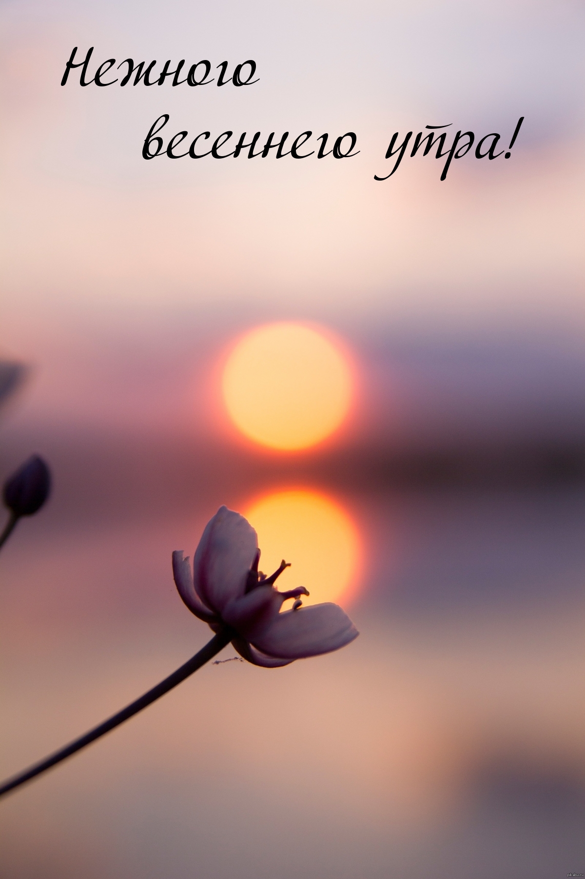 Нежного весеннего утра!