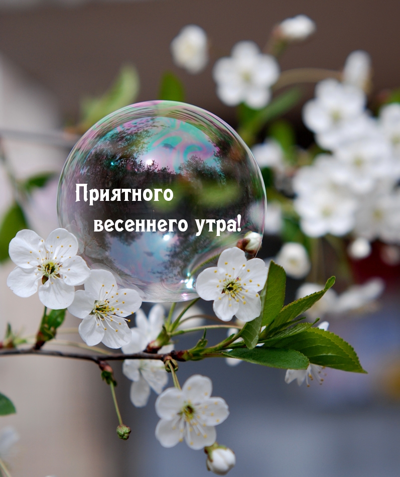 Приятного весеннего утра!