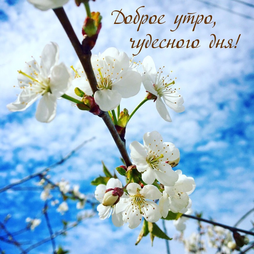 Доброе утро, чудесного дня!