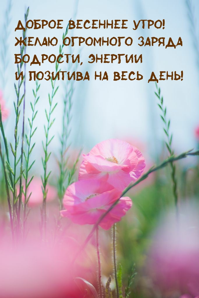 Доброе весеннее утро! Желаю огромного заряда бодрости
