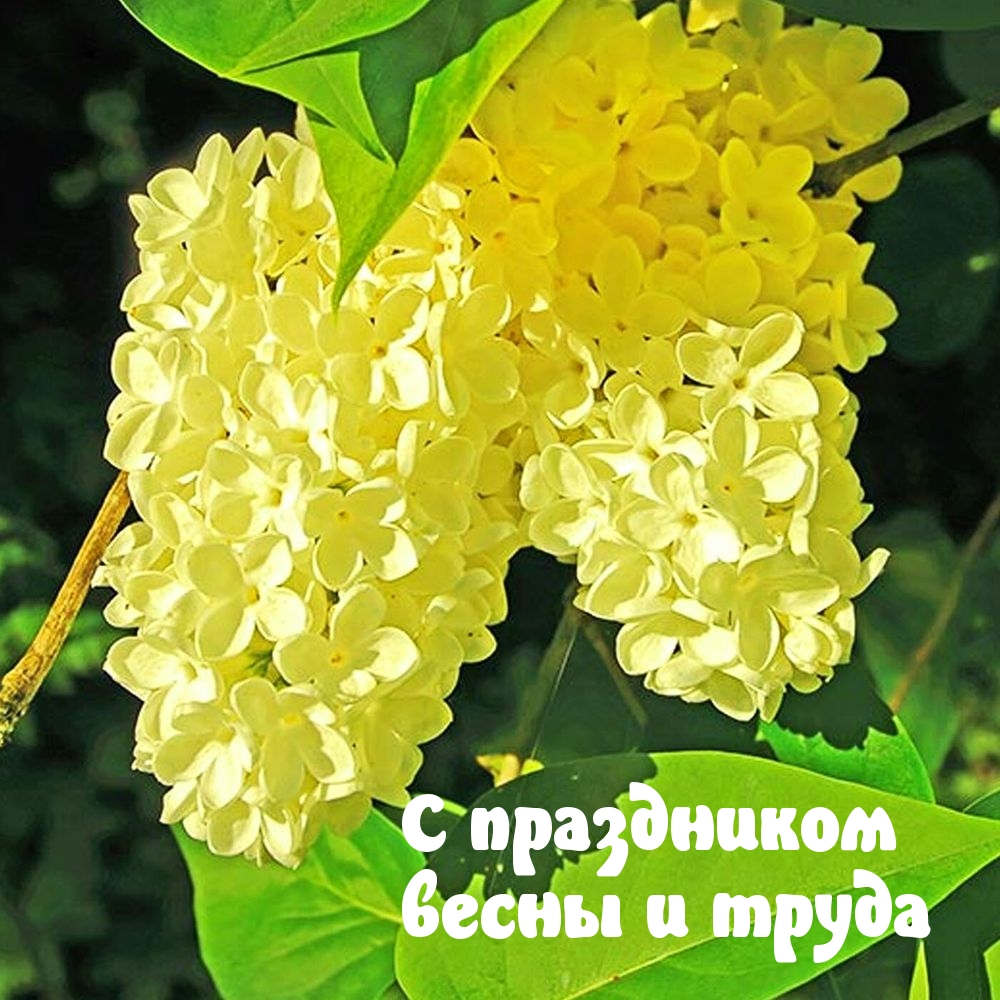 С праздником весны и труда