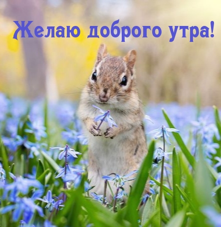Желаю доброго утра!