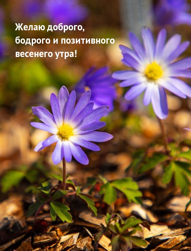 Желаю доброго, бодрого и позитивного весенего утра!