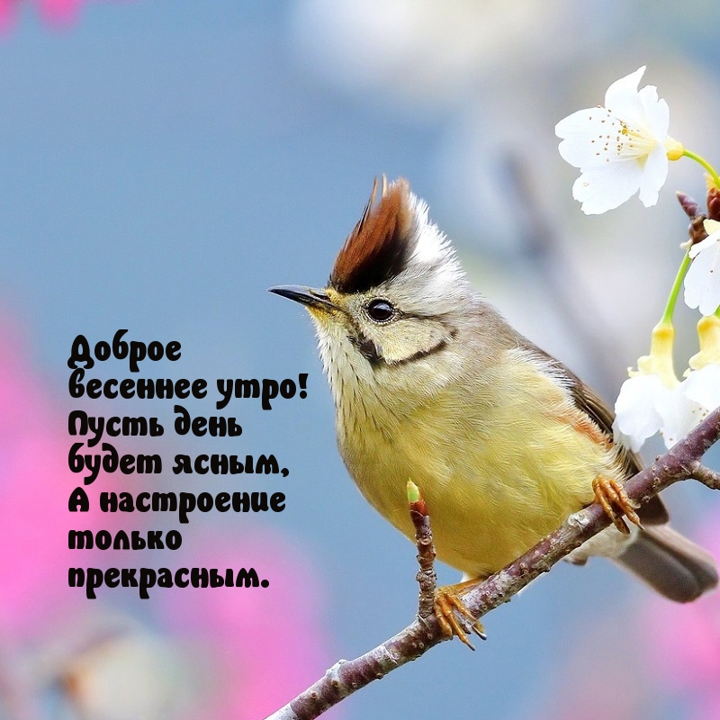 Доброе весеннее утро! Пусть день будет ясным!