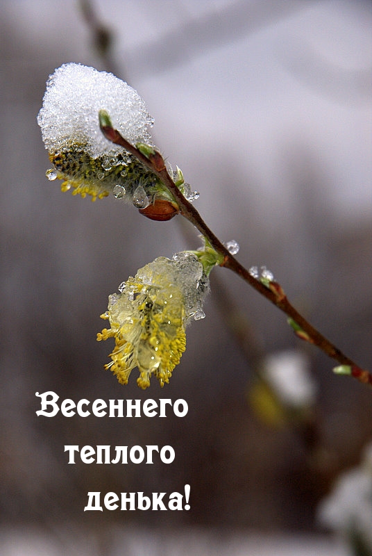 Весеннего теплого денька!