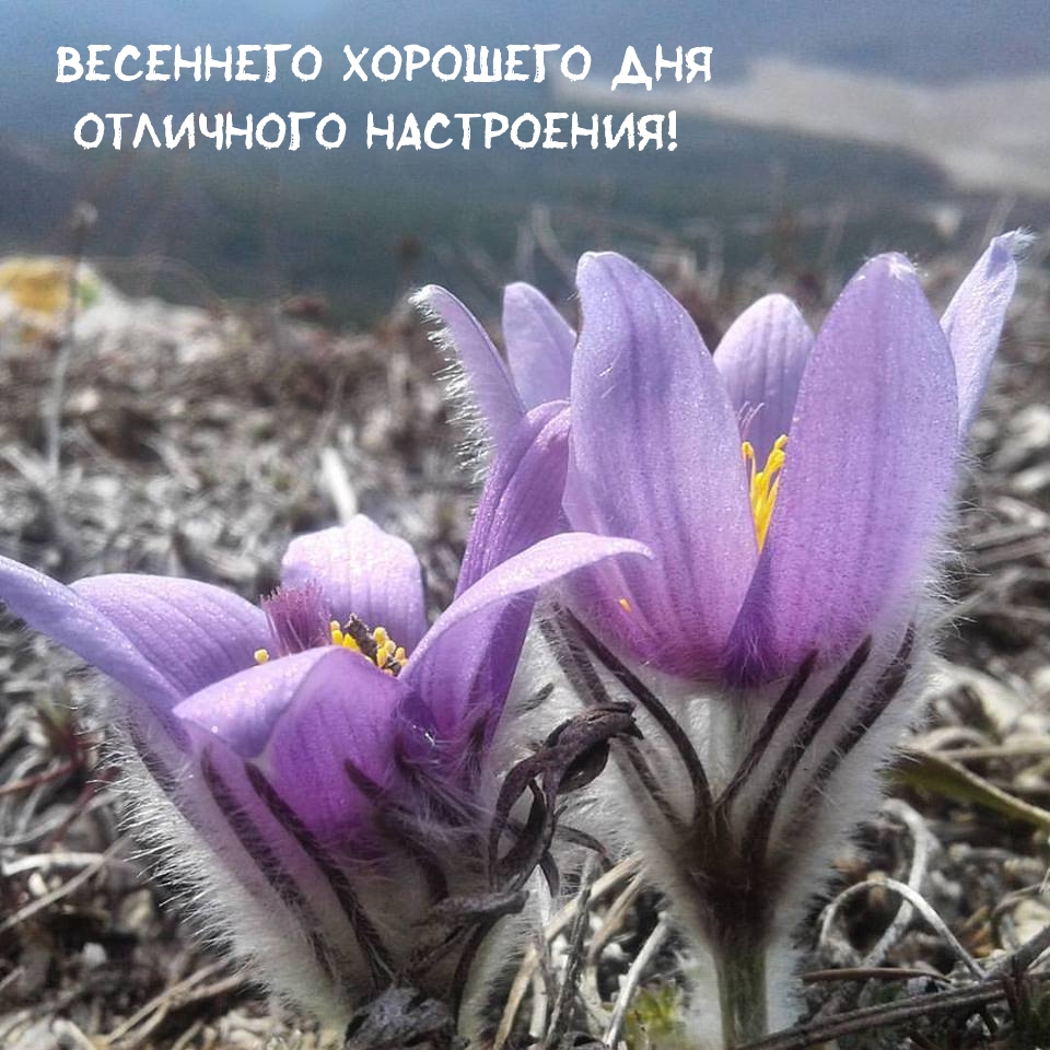 Весеннего хорошего дня отличного настроения!