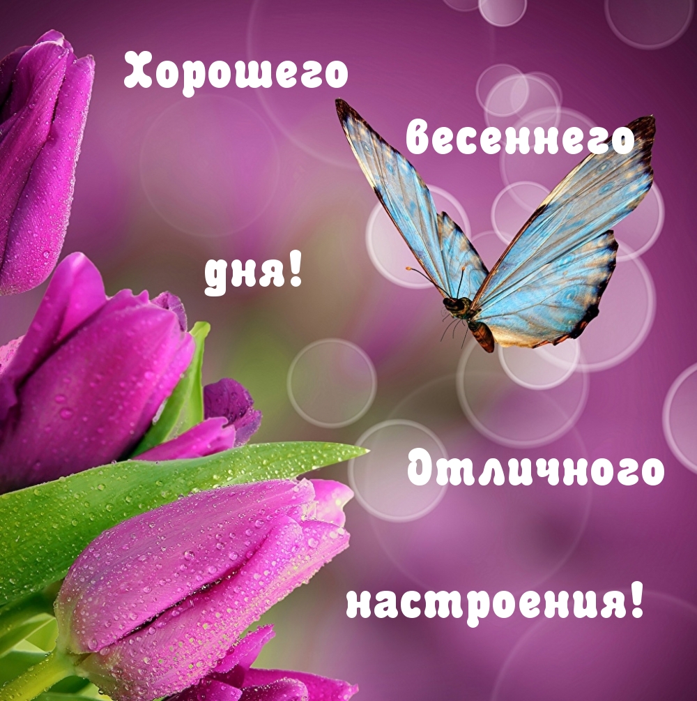 Хорошего весеннего дня! Отличного настроения!