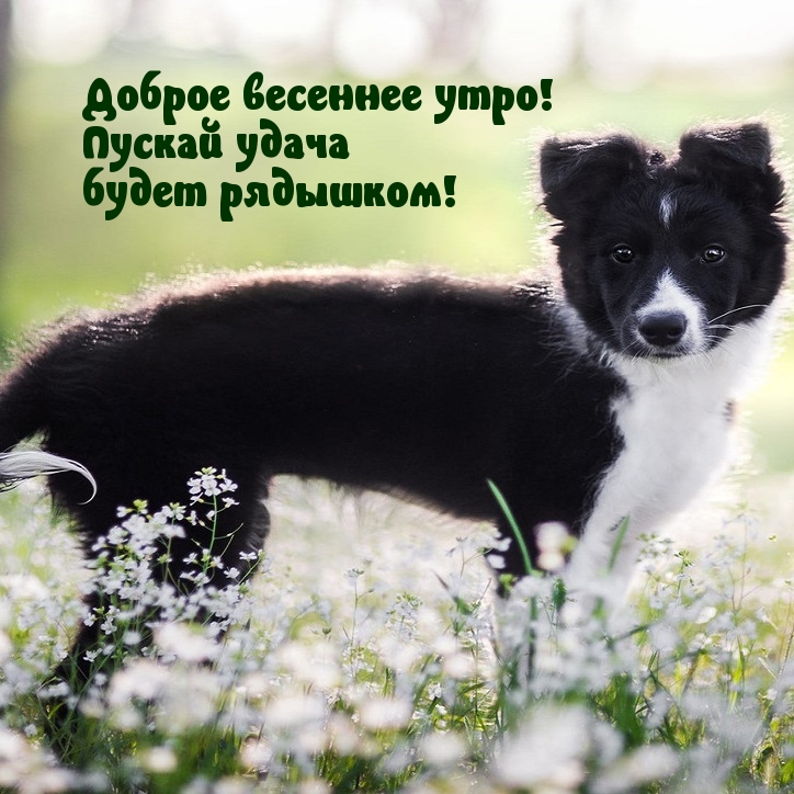 Доброе весеннее утро! Пускай удача будет рядышком!