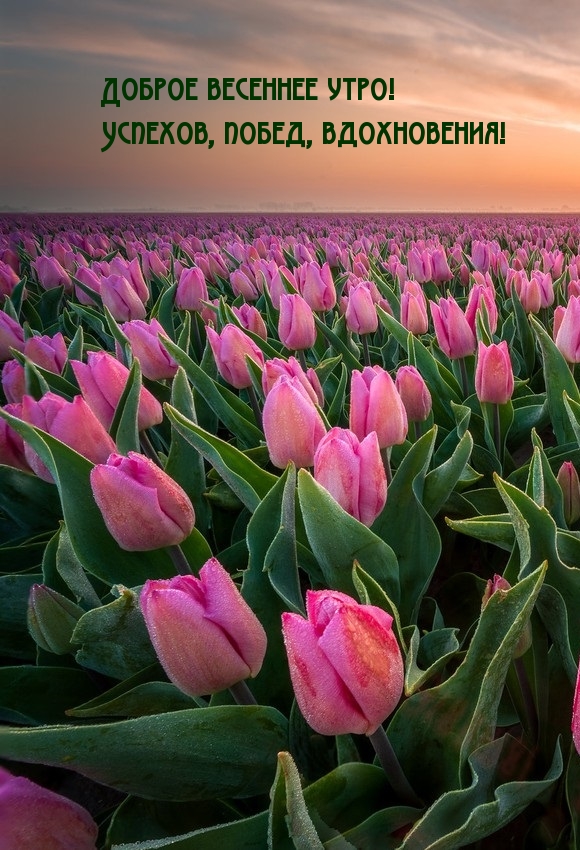 Доброе весеннее утро! Успехов, побед, вдохновения!