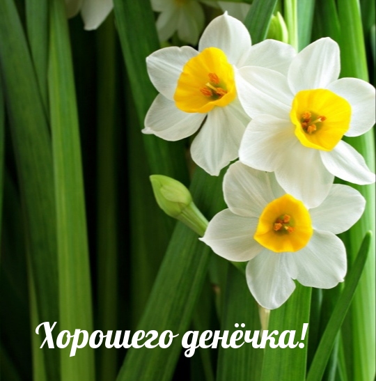 Хорошего денёчка!