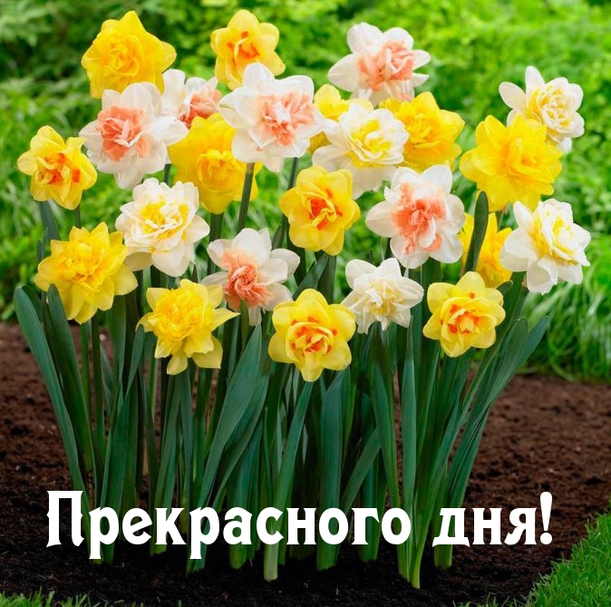 Прекрасного дня!