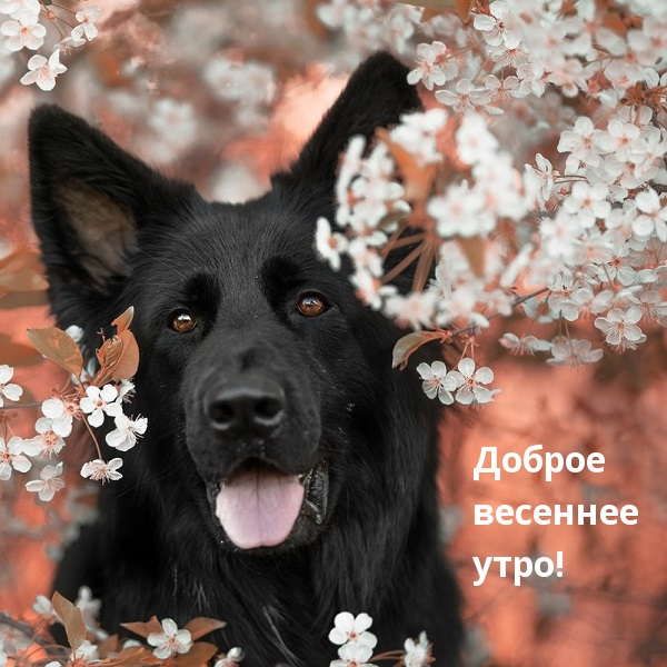 Доброе весеннее утро!