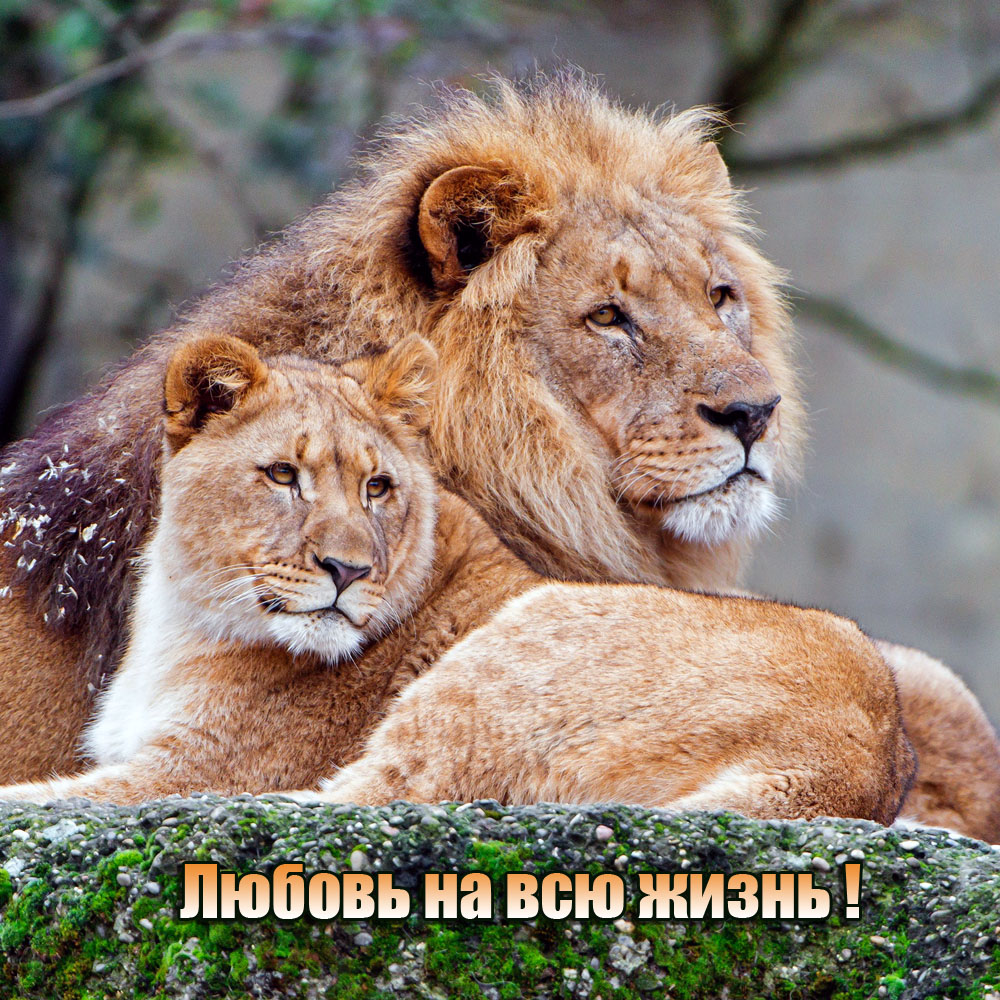 Любовь на всю жизнь!