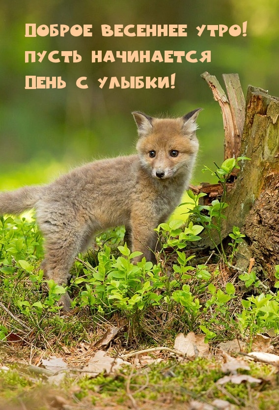 Доброе весеннее утро! Пусть начинается день с улыбки!