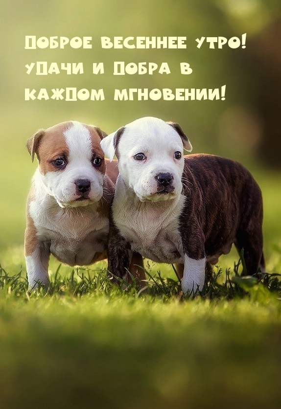 Доброе весеннее утро! Удачи и добра в каждом мгновении!