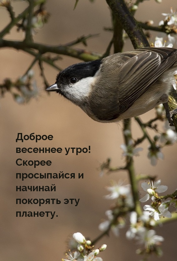 Доброе весеннее утро! Скорее просыпайся и начинай…