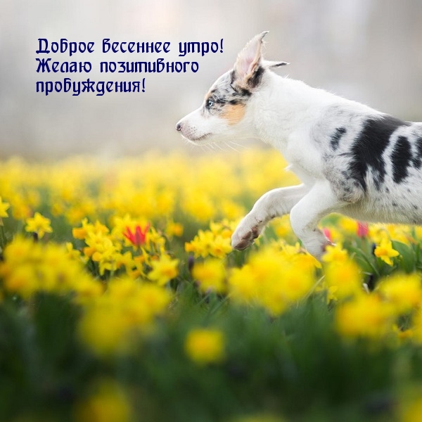 Доброе весеннее утро! Желаю позитивного пробуждения!