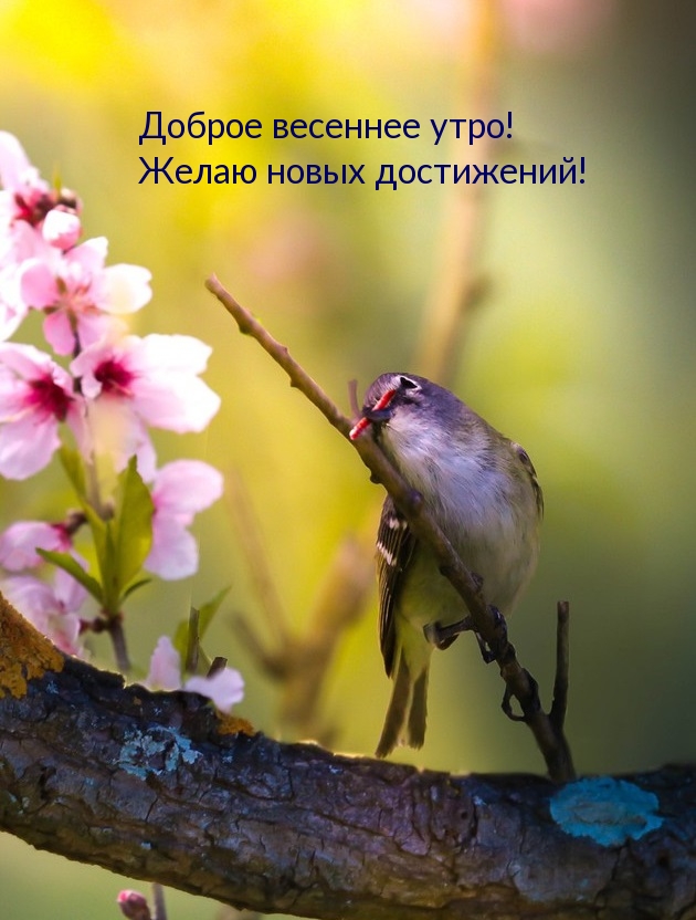 Доброе весеннее утро! Желаю новых достижений!