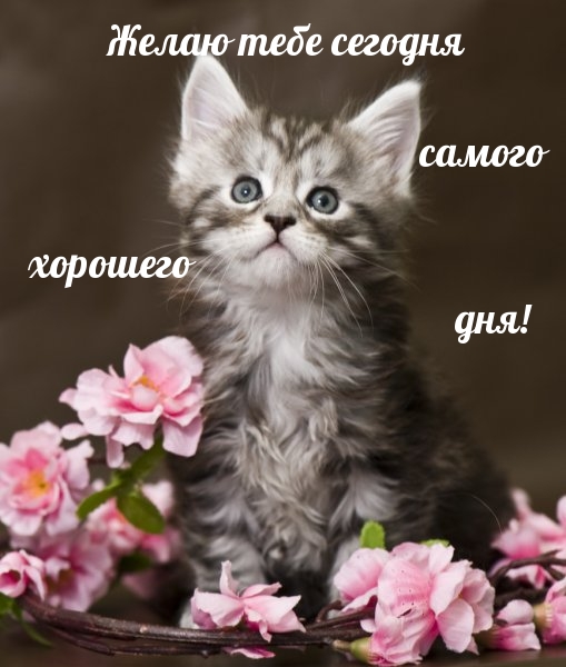 Желаю тебе сегодня самого хорошего дня!