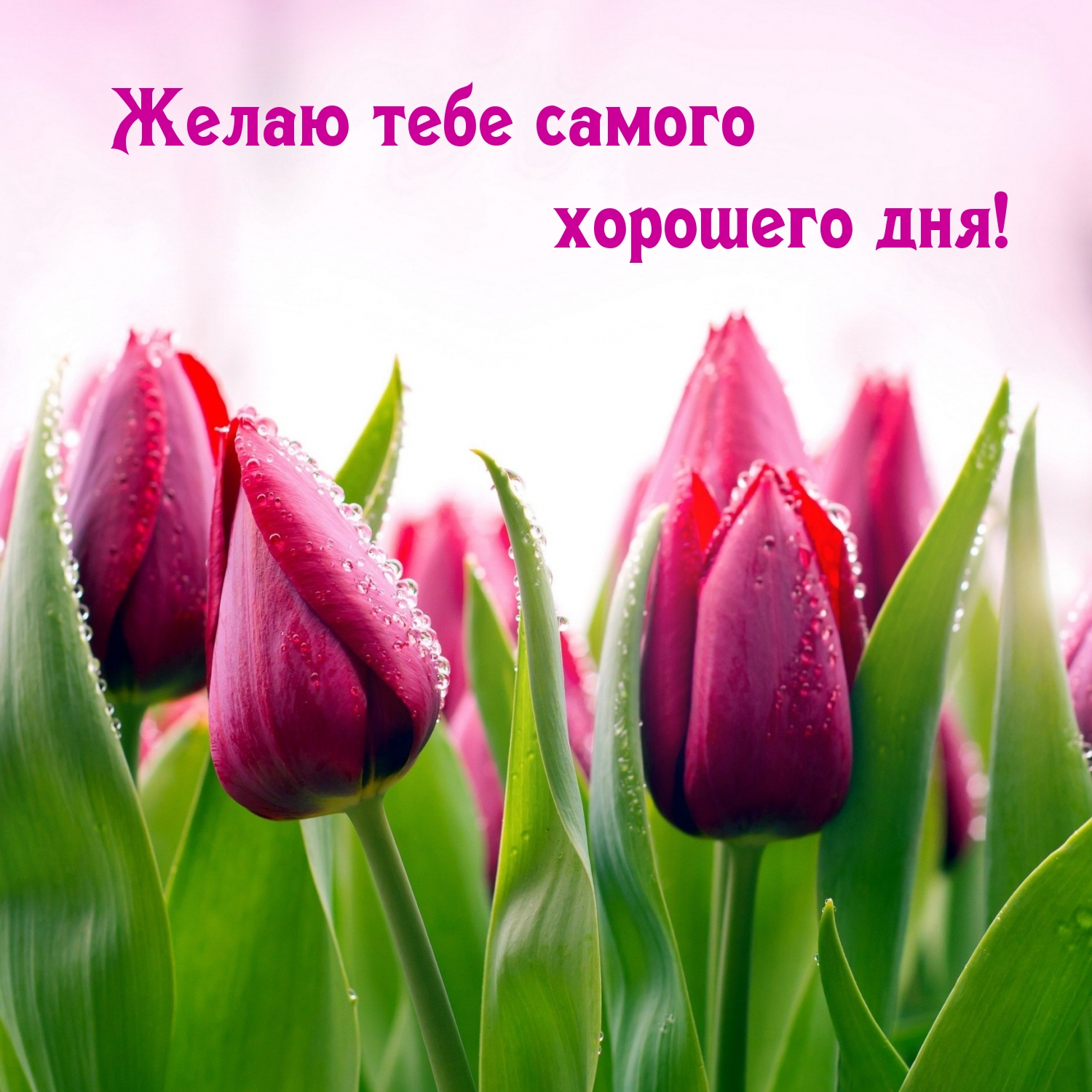 Желаю тебе самого хорошего дня!